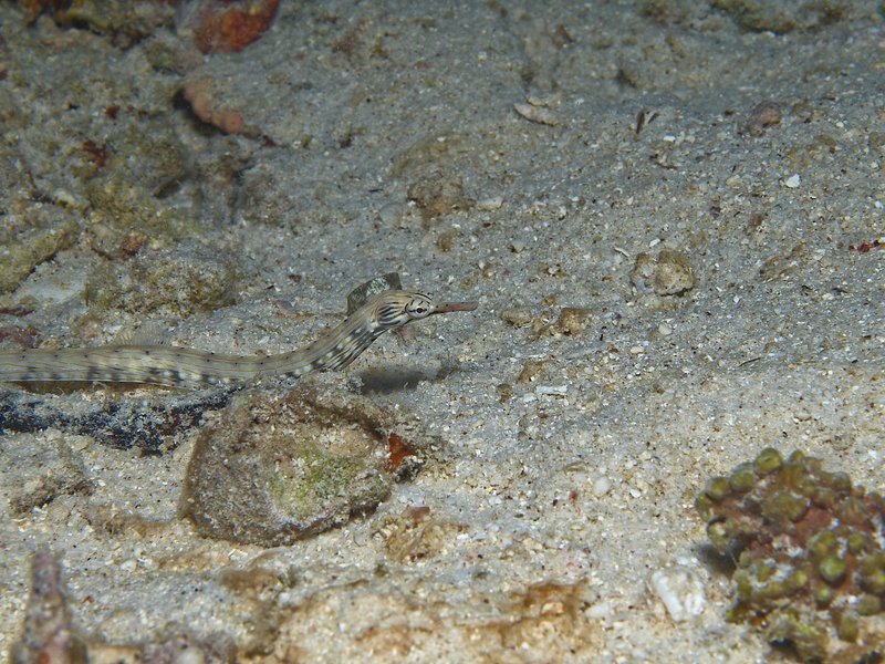 Pipefish, House Reef